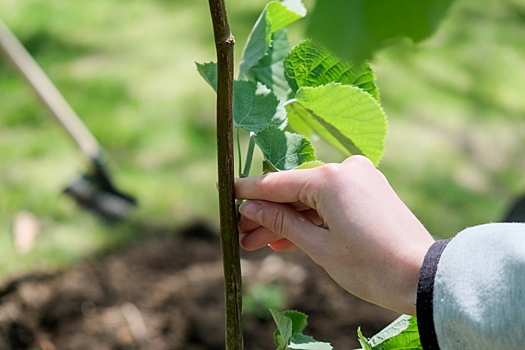 Волгоградцам рассказали о том, что такое кербовка