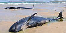 Десятки китов выбросились на берег в Шотландии