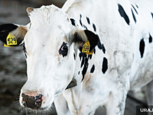 В ДТП под Тобольском погибло несколько коров и овец