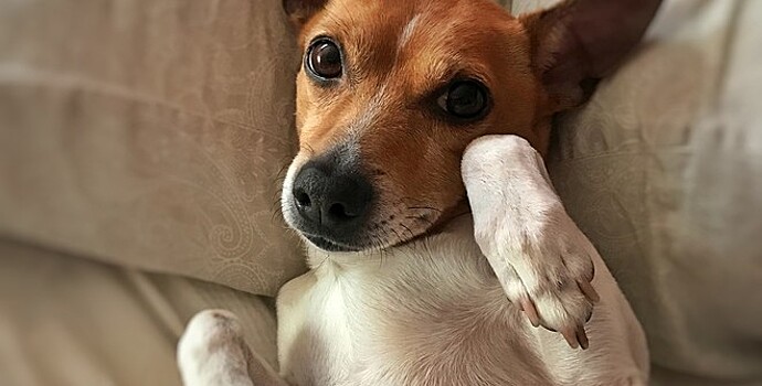 Россияне предпочитают заводить кобелей