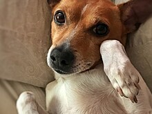 Россияне предпочитают заводить кобелей