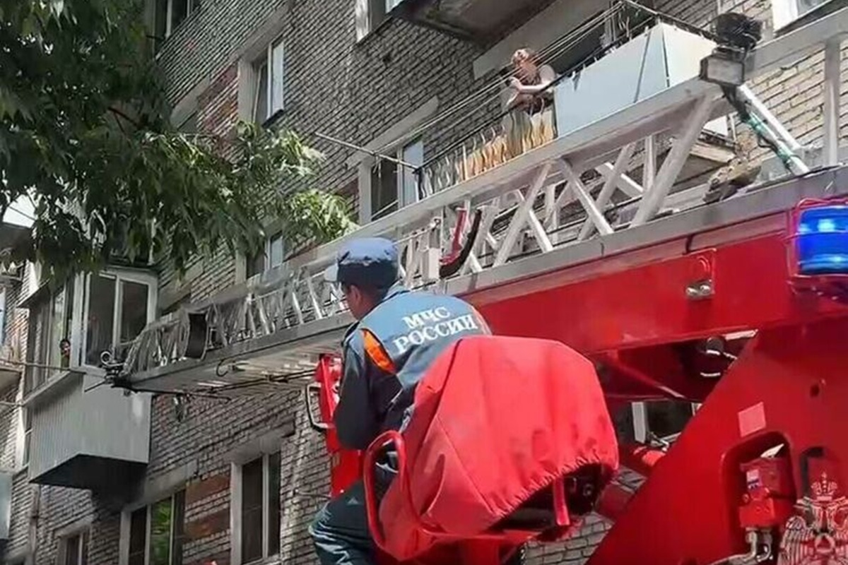 Операция МЧС в Биробиджане: котёнка спасли от агрессивных сорок на вершине тополя