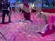 Львица напала на дрессировщика в Новосибирской области