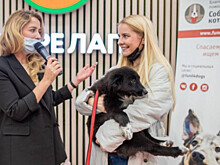 В Москве пройдет dog-friendly фестиваль «Собаки, друзья и человеки»
