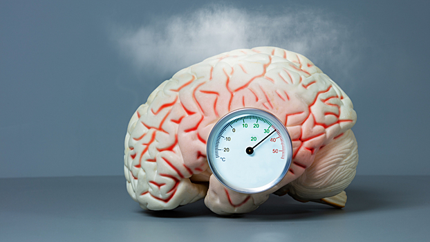 Почему теплый мозг работает быстрее