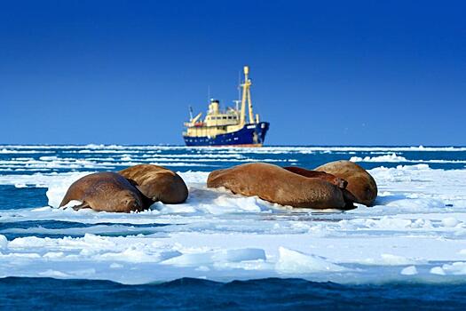 WWF попросил защитить морских млекопитающих от воздействия судоходства и полетов