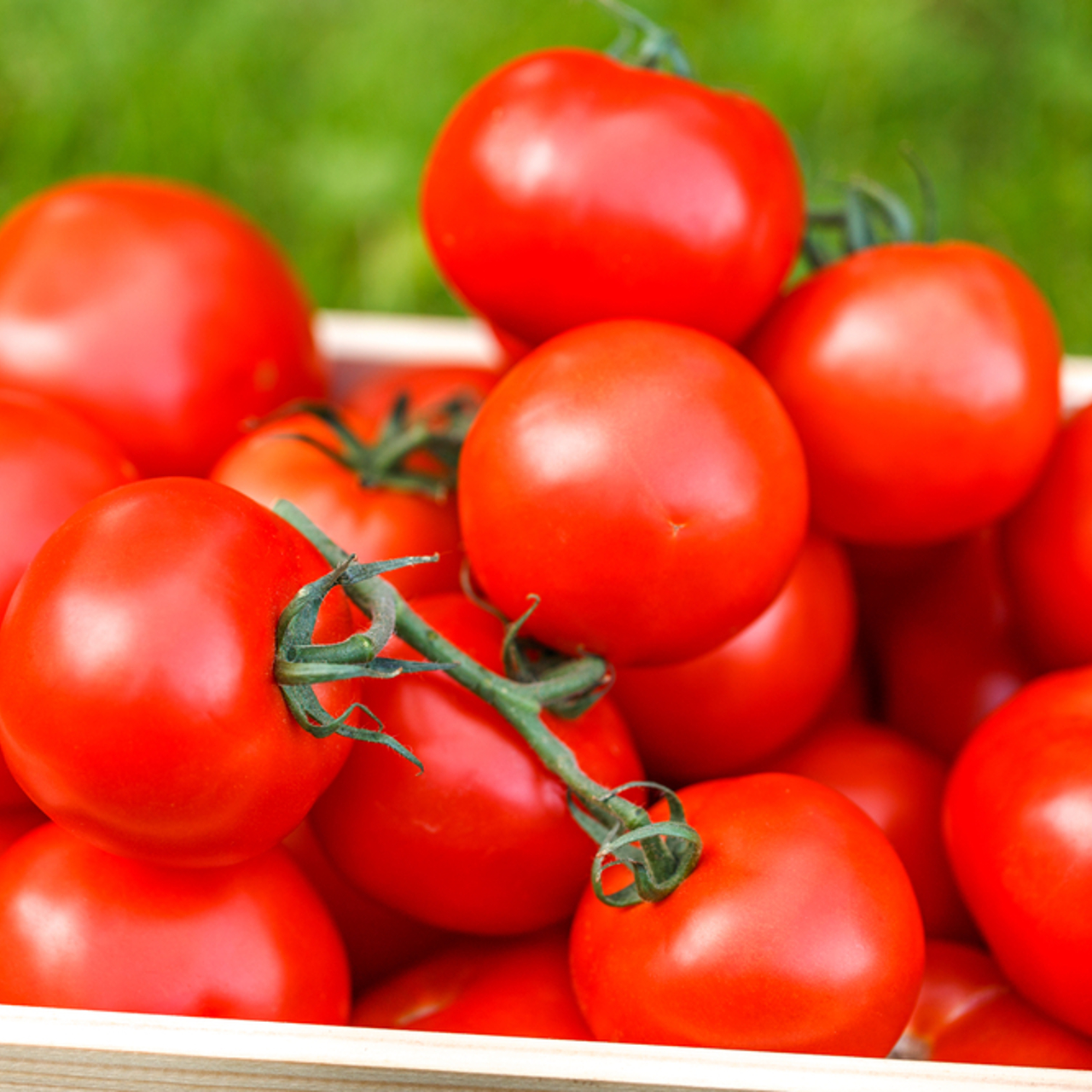 Почему помидоры стали моими любимцами?