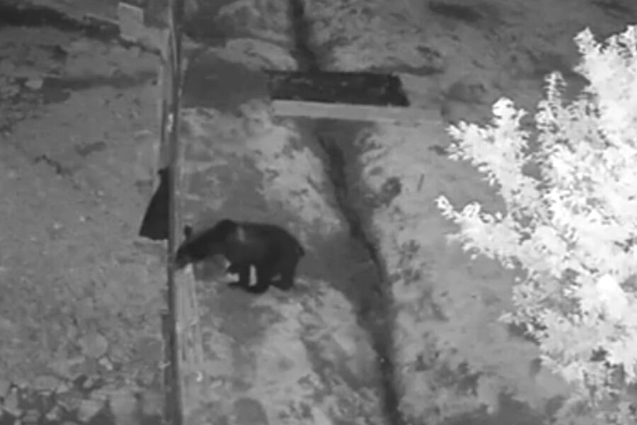 Медведь напугал дачников в Хабаровском крае