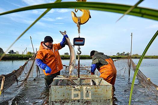 Россия резко увеличила экспорт рыбы и морепродуктов