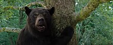 В сети появился трейлер комедийного триллера «Кокаиновый медведь» от Элизабет Бэнкс