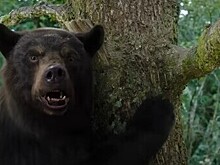 В сети появился трейлер комедийного триллера «Кокаиновый медведь» от Элизабет Бэнкс