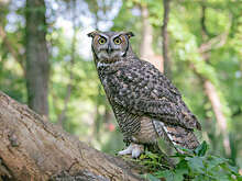 В Уфе у зоозащитника угнали Ниву с краснокнижной совой и выбросили ее на мороз