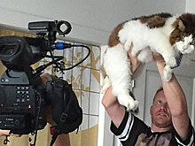 В соцсетях нашли самого большого кота в Нью-Йорке