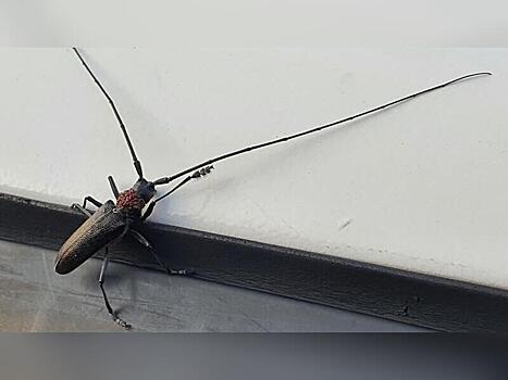 Опасный вредитель завелся в лесах Петровск-Забайкальского района
