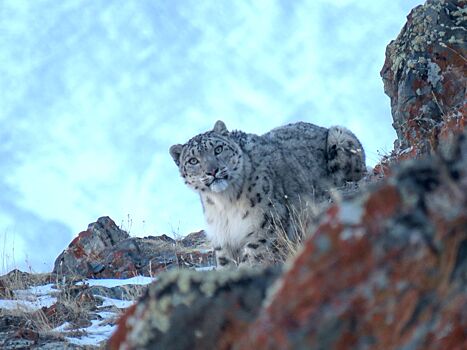 Новосибирским туристам рассказали о шансах встретить снежного барса на Алтае