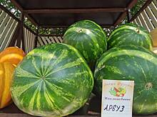 Как выбрать спелый и сладкий арбуз