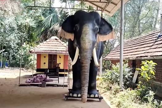 В Индии на замену живым слонам приходят механические