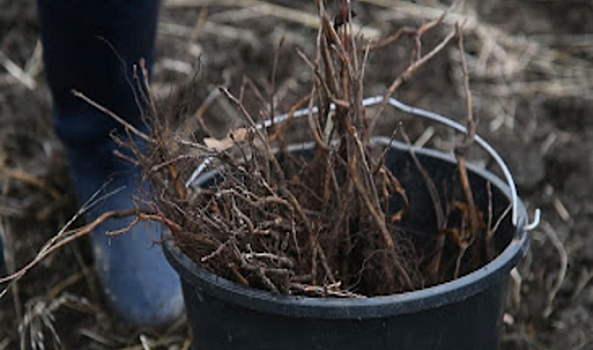 В Центральном парке Волгограда десятки семей посадили деревья