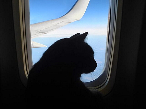 К взлету готовы: как путешествовать с животными в самолете