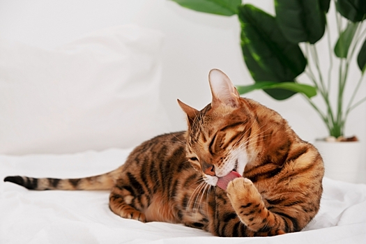 Почему кошки умываются после еды?