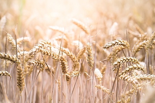 В Мордовии в этом году собрали рекордный урожай зерновых объемом более 1,7 млн т