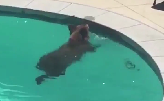 Медведь искупался в бассейне и принял солнечные ванны в США
