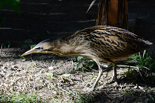 День орнитолога отмечается в России