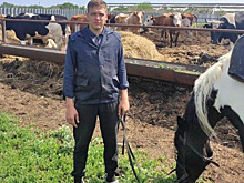 Благодаря гранту фермер из Обшаровки приобрел коров и трактор