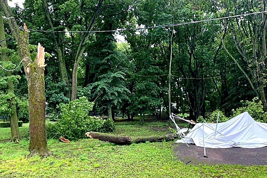 Сотрудницу Росимущества осудили за дерево, убившее женщину в тамбовском парке