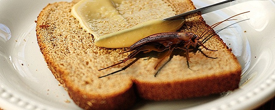 Сенатора Пушкова возмутило производство в Финляндии хлеба из сверчков и других насекомых