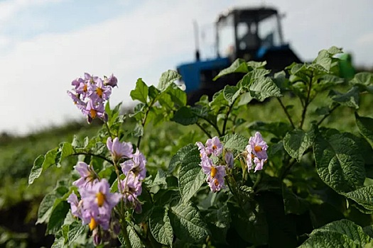 Новосибирцам рассказали, как спасти картофель от гниения