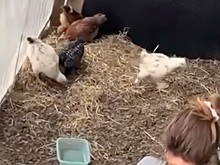 Москвичка устроила курятник на балконе новостройки и попала на видео