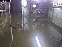 Жительница Кемеровской области завела карпов в затопленном подвале дома