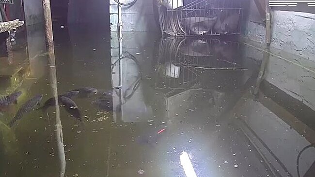 Жительница Кемеровской области завела карпов в затопленном подвале дома
