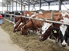 Государство поддержит развитие геномной селекции в животноводстве