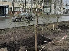 «Состояние уродцев». В чем корень варварского отношения к озеленению Челябинска?