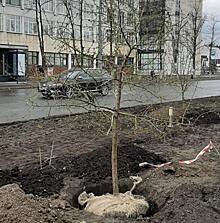 «Состояние уродцев». В чем корень варварского отношения к озеленению Челябинска?