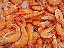 В Азовском море увеличилась численность креветок