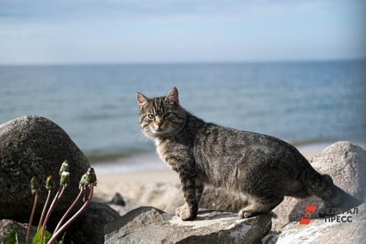 Депутат Госдумы объяснил, как будут перевозить животных после гибели кота Твикса