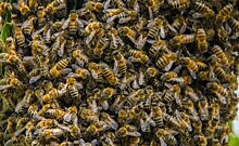 Галимова о ликвидации Управления пчеловодства: "Это не значит, что кто-то останется без защиты"