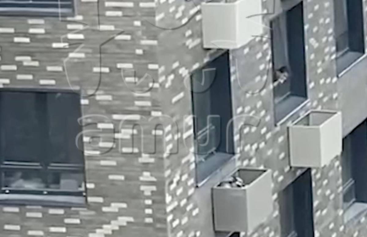 Собака выпала из окна 12-го этажа в российском городе