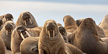 Уникальное лежбище моржей на Ямале возьмут под охрану