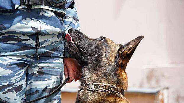 Вещи студентов МГЮА имени Кутафина обыскали с собакой прямо на парах