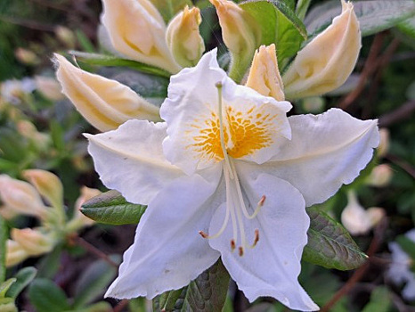 Самая-самая среди азалий: зимует без укрытия, жары не боится, а цветки просто огромные