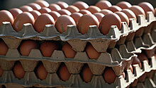 В Германии в 11 миллионах яиц нашли ядовитый химикат фипронил