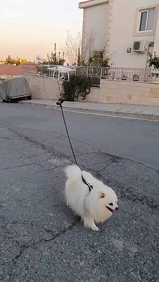Так победим: кто-то выгуливает собаку с помощью беспилотника, Лимассол, Кипр.