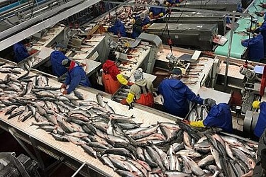 Хабаровский край увеличил экспорт рыбопродукции