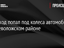 Пешеход попал под колеса автомобиля во Всеволожском районе