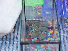 На уличном несанкционированном рынке в Ярославле продавали черепах