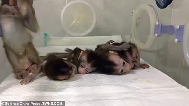 Пять клонированных приматов родились в Китае